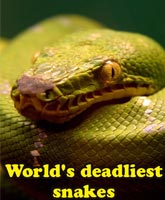 World's deadliest snakes /     